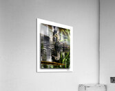 Gadwall in the Reeds  Acrylic Print