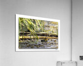 Small Beginnings  Acrylic Print
