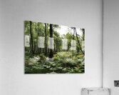 Scottish Highlands Ferns and Pines                                                                                                                      Acrylic Print