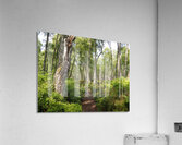 Springs Trail through the Scottish Highlands                                                                                                                      Acrylic Print