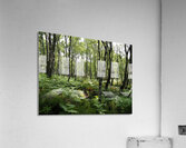 Springs Happiness through the Scottish Highlands                                                                                                                      Acrylic Print