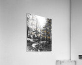 Springs Path through the Scottish Highlands                                                                                                                      Acrylic Print