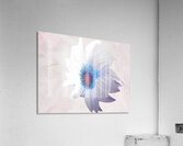 Delicate White Sunflower on  a Pale Abstract Background Acrylic Print