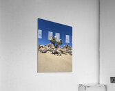 Joshua Tree -3  Acrylic Print