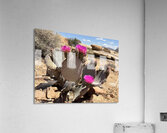 Cactus Bloom  Acrylic Print