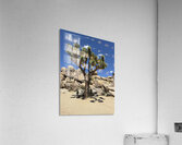 Joshua Tree -2  Acrylic Print