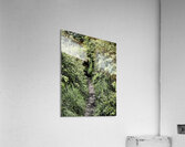 Secret Trail through the Scottish Highlands                                                                                                                      Acrylic Print