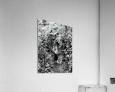 Monochrome Forest through the Scottish Highlands                                                                                                                      Acrylic Print