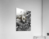   Natures Corridor through the Scottish Highlands                                                                                                                      Acrylic Print