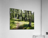  Birch Forest Path in the Scottish Highlands                                                                                                                    Acrylic Print