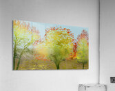 Golden Season Acrylic Print