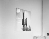 Saguaro Dream in black and white -1  Acrylic Print