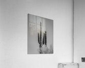 Saguaro Dream in black and white -2  Acrylic Print