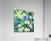Daisies watercolor painting Acrylic Print