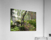 Birch Guardian in the Scottish Highlands                                                                                                                       Acrylic Print