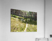 Scottish Heather Trail                                                                                                                       Acrylic Print