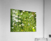  Daisy Wildflowers                                                                                                                     Acrylic Print