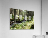  Scottish Highlands Forest Stream                                                                                                                   Acrylic Print