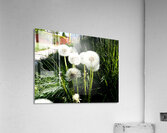 Dandelions of the Scottish Highlands                                                                                                                       Acrylic Print