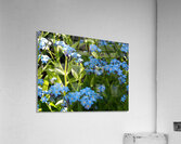 For-Get-Me-Not in the Scottish Highlands                                                                                                                      Acrylic Print
