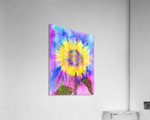 Rainbow sunflower watercolor painting Acrylic Print