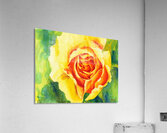 Yellow rose watercolor painting  Acrylic Print