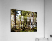  Scottish Highlands Summer Pine Forest Acrylic Print