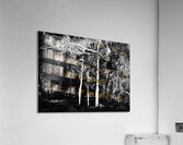 Scottish Highlands Dark Forest Acrylic Print