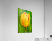 Yellow tulip triptych left acrylic painting  Acrylic Print