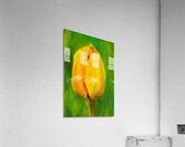 Yellow tulip triptych middle acrylic painting  Acrylic Print