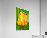 Yellow tulip triptych right acrylic painting  Acrylic Print