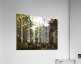 Summer Highlands Summer Forest Acrylic Print