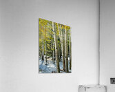 IMG 9827 Acrylic Print