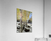IMG 9853 Acrylic Print