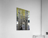 IMG 4713 Acrylic Print