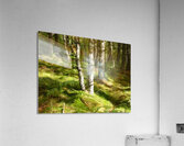 Scottish Highlands Summer Ferns Acrylic Print