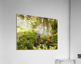 Scottish Highlands Birch Tree Summer Acrylic Print