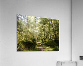 Scottish Highlands Summer Birch Path Acrylic Print