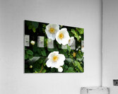Scottish Highlands White Dog Rose                                                                                                                      Acrylic Print