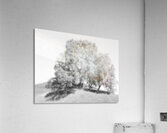 Monochrome Birch Tree Trio Acrylic Print