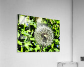 Spring Dandelion Acrylic Print
