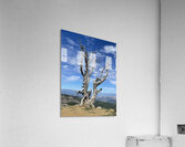 My Favorite Tree Acrylic Print