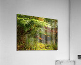 Mushrooms Amidst the Ferns  Acrylic Print