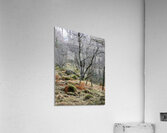 Scottish Highlands Winters Longing Acrylic Print