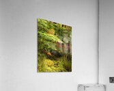 Forest Mushrooms with Ferns Acrylic Print