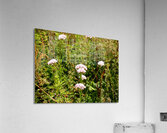 Scottish Highlands Wild Abundance Acrylic Print