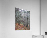 Winter Birch in the Rain Acrylic Print