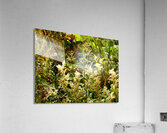Wild Flowers in the Scottish Highlands Acrylic Print