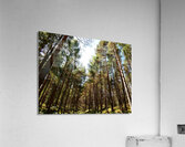 Tall Pines in the Scottish Highlands Acrylic Print