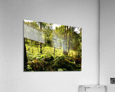 Meadows Sweet in the Scottish Highlands Acrylic Print